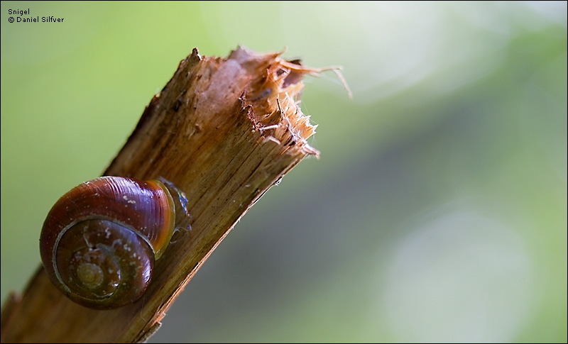 070518_snigel.jpg