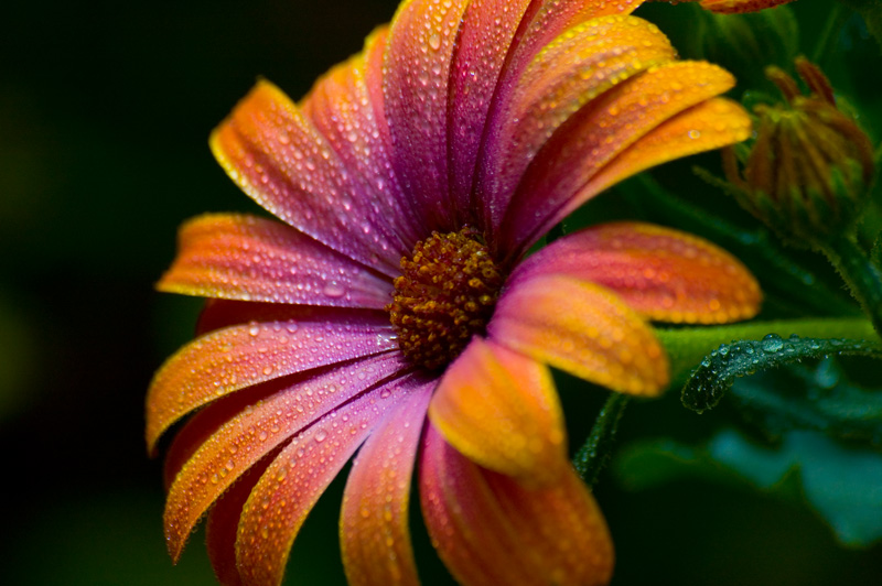 blomma.jpg