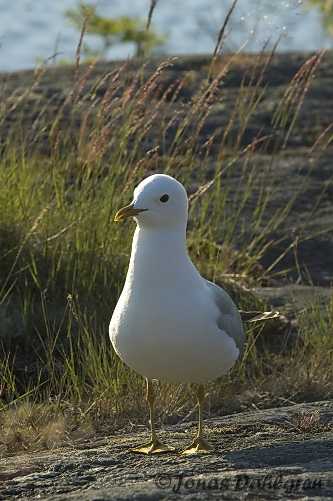 _DSC9099.JPG