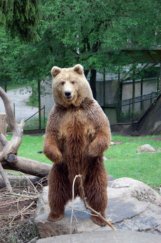 bear.jpg