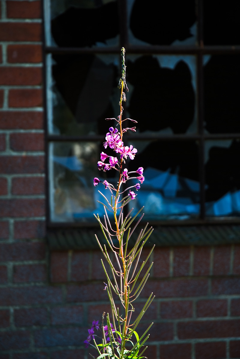 blomma_fonster.jpg
