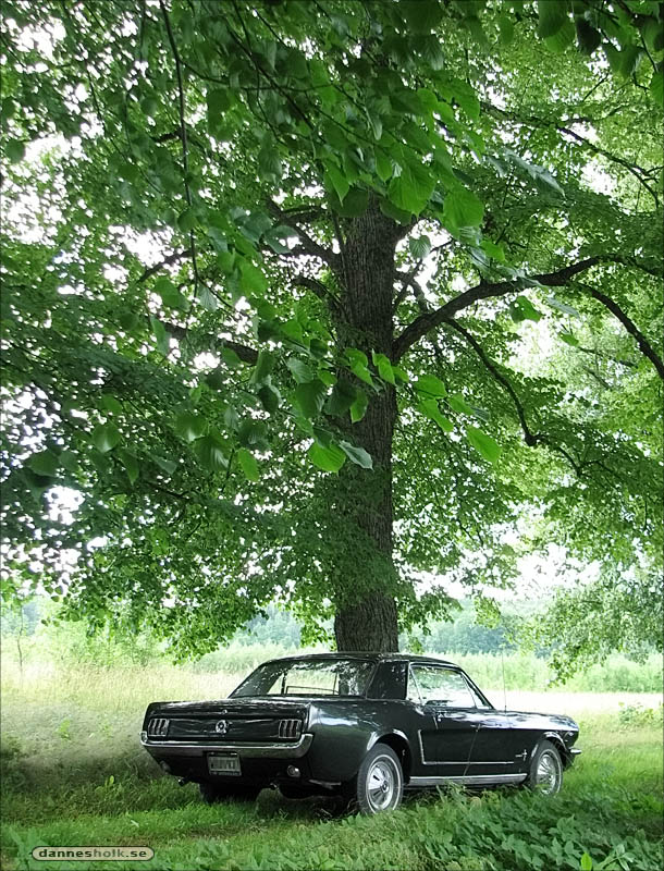 Ford Mustang 08 - I grönskan, bakifrån.jpg