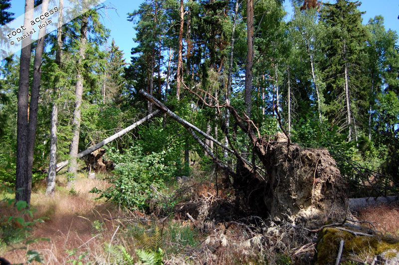 root_access.jpg
