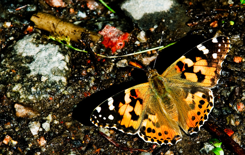 buterfly.jpg