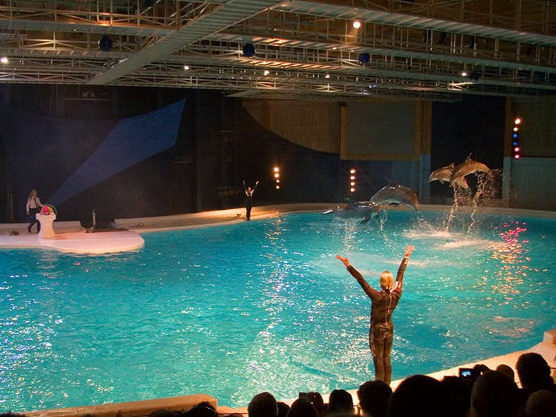 delfin1.jpg