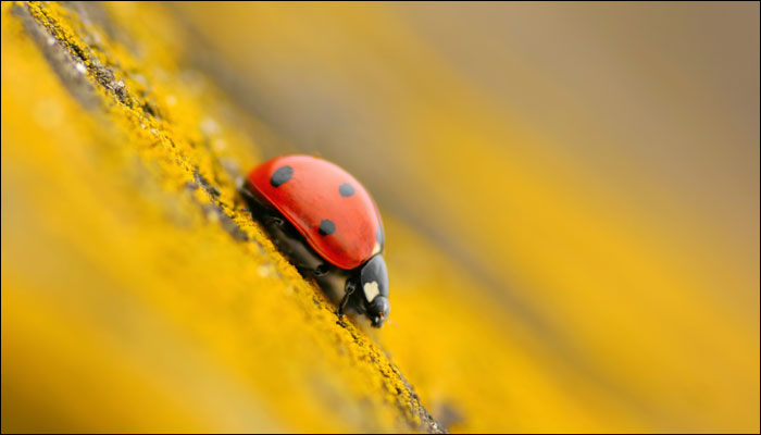 ladybug.jpg