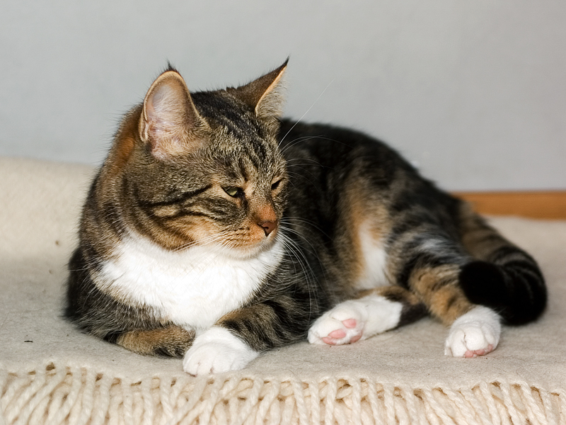 kitty seg.jpg