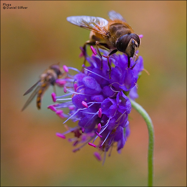 070922_bi-fluga.jpg