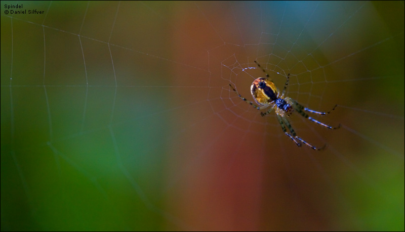 070922_spindel.jpg