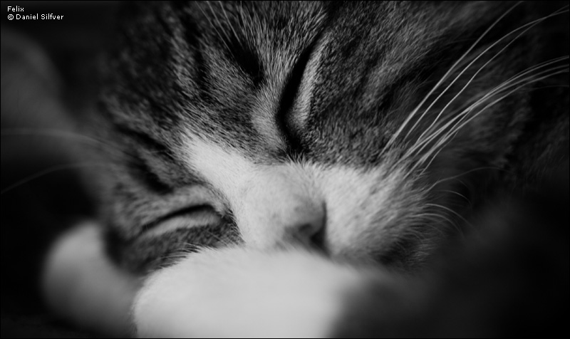 070923_felix.jpg