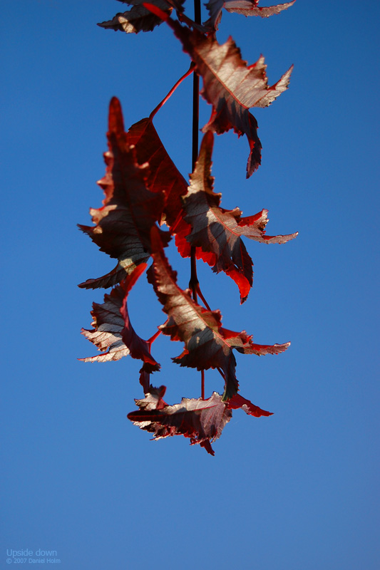 upside_down.jpg