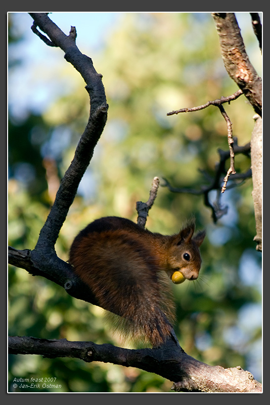 autum_feast.jpg