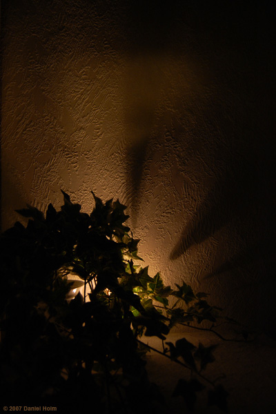 bush_light.jpg
