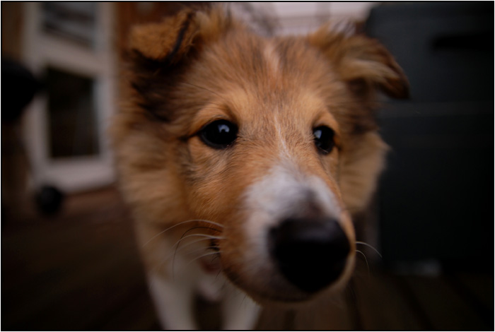 hund.jpg