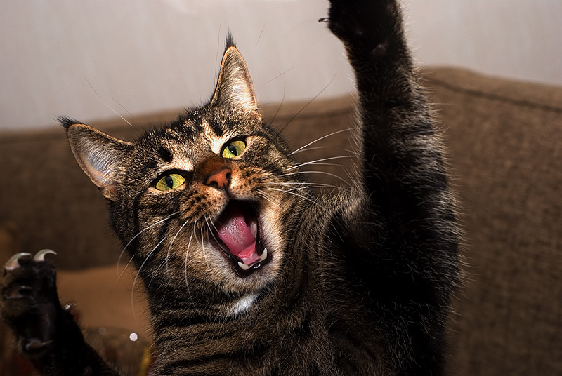 folke.jpg