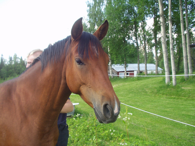 Lucky-sommar-4.jpg
