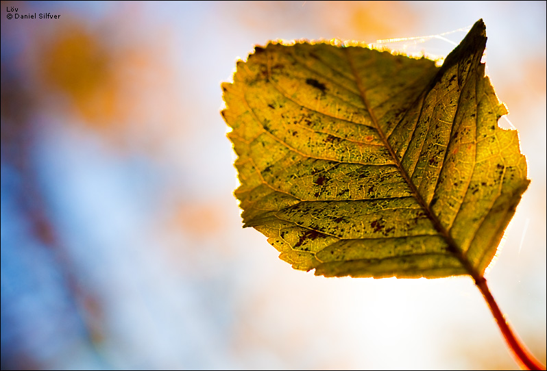 071023_loev.jpg