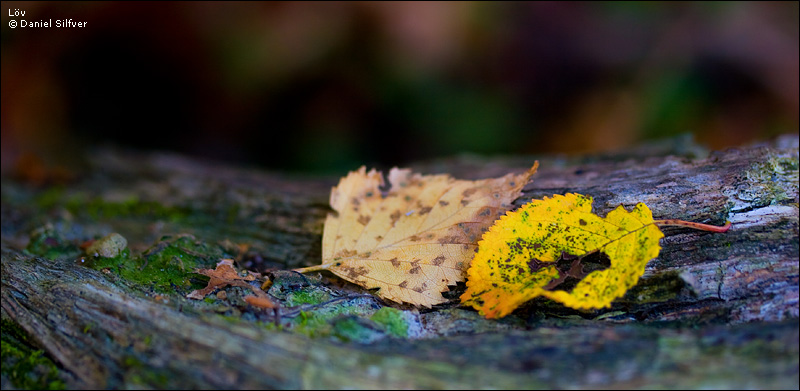 071023_loev2.jpg