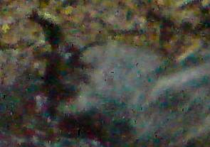 DSC06894er.JPG