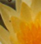 yellow2.gif