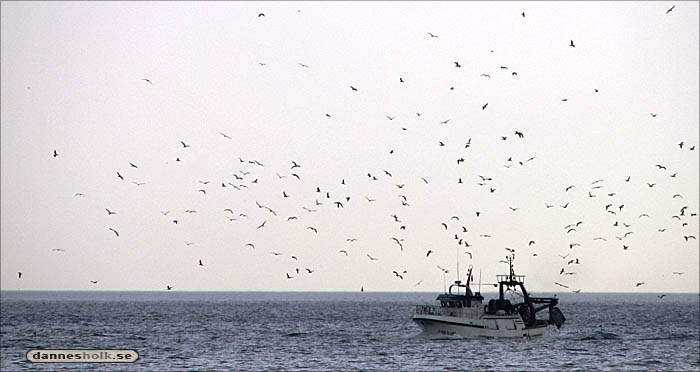 Spanien 2007 - Fiskebåt.jpg