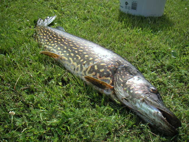 pike1.jpg