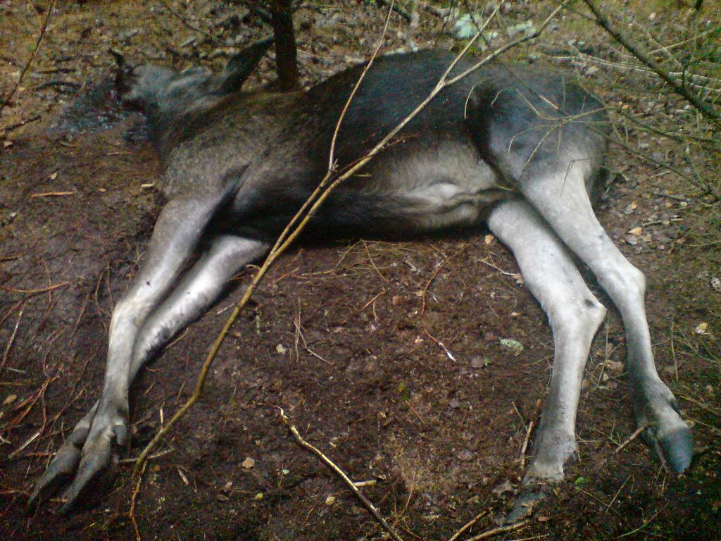 DSC06894.JPG