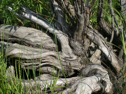 tree.jpg