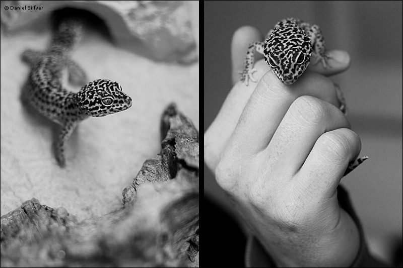 080121_gecko-2.jpg