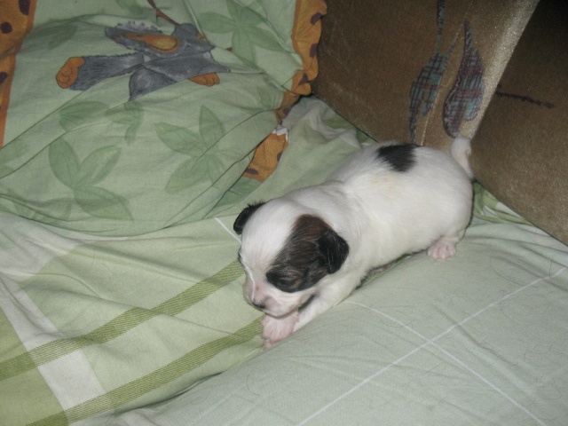 Nickyhane3v._1750.JPG