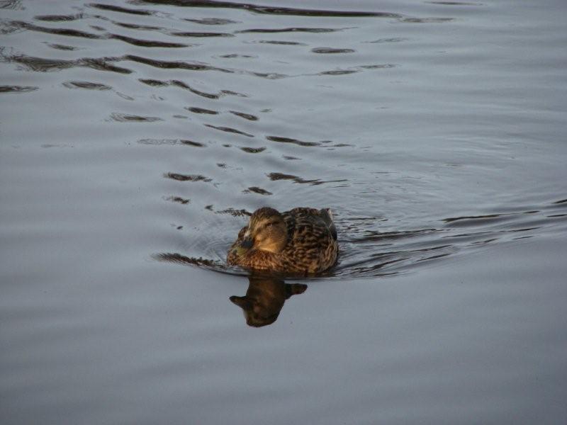 2008_0207EI.jpg