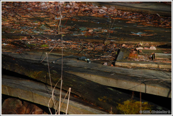 DSC_0220.jpg