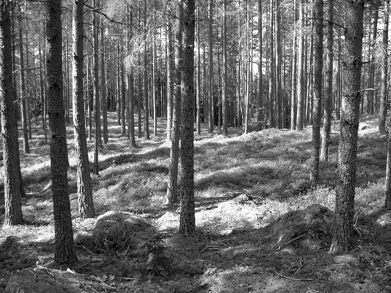 skog.jpg