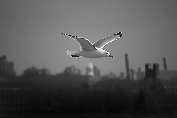 flying bird_liten.jpg