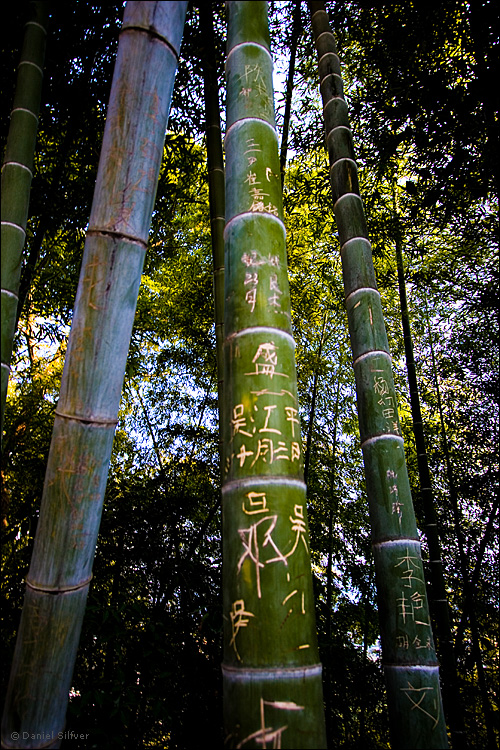 080305_bambu.jpg