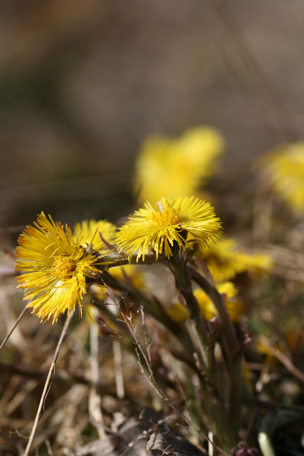 Tussilago.jpg