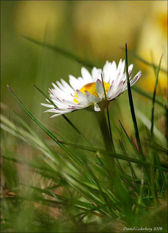 Blommor080420_01.jpg