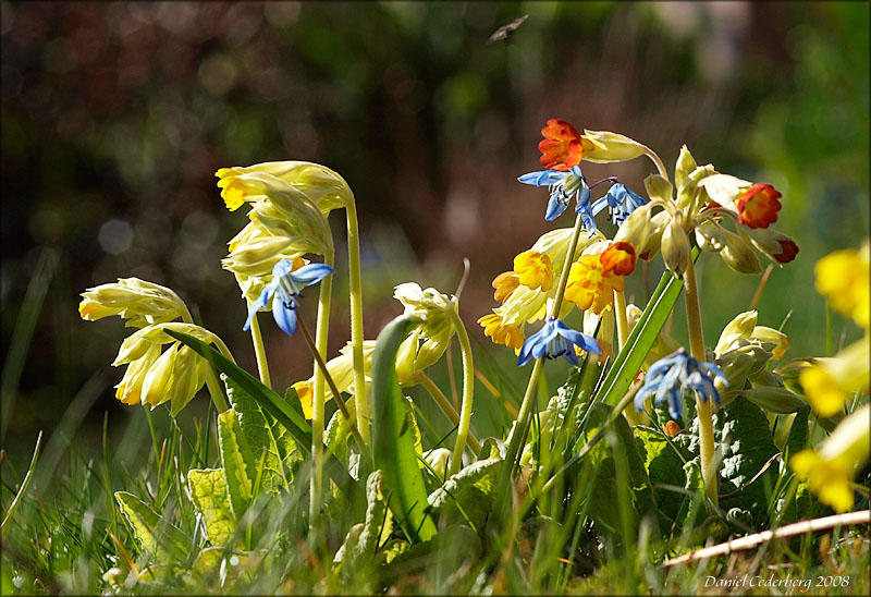 Blommor080420_03.jpg