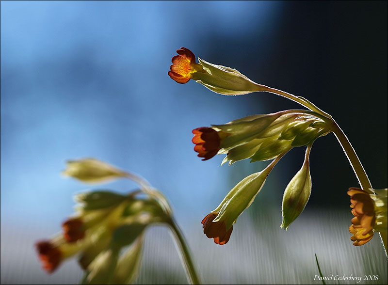 Blommor080420_05.jpg