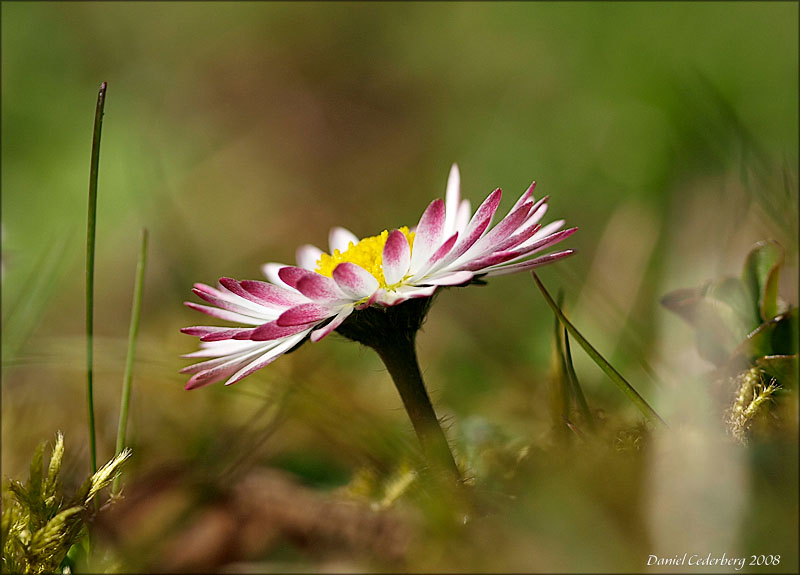 Blommor080420_06.jpg
