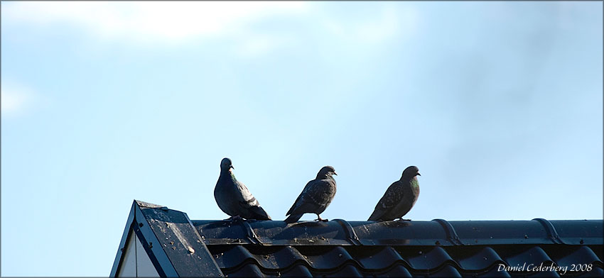 Fågel080420_09.jpg