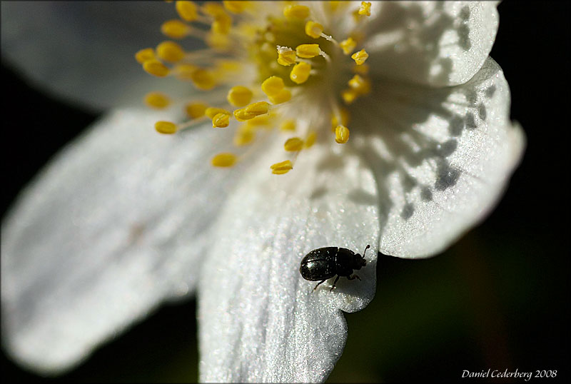 Blommor080420_07.jpg