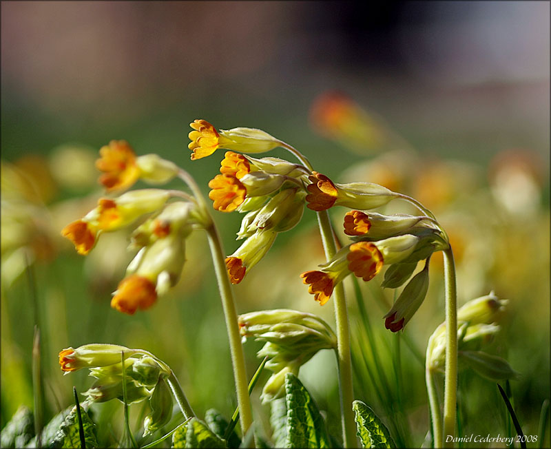 Blommor080420_02.jpg