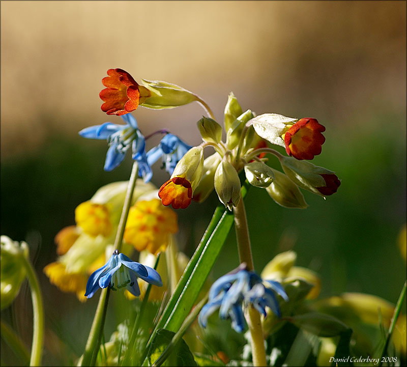 Blommor080420_04.jpg
