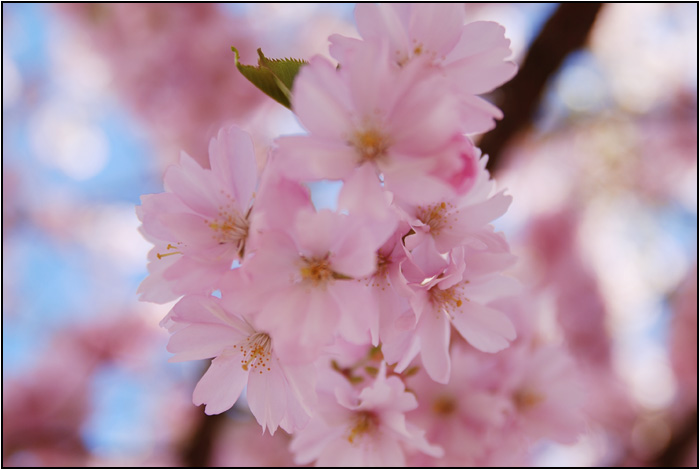 korsbarsblomma.jpg