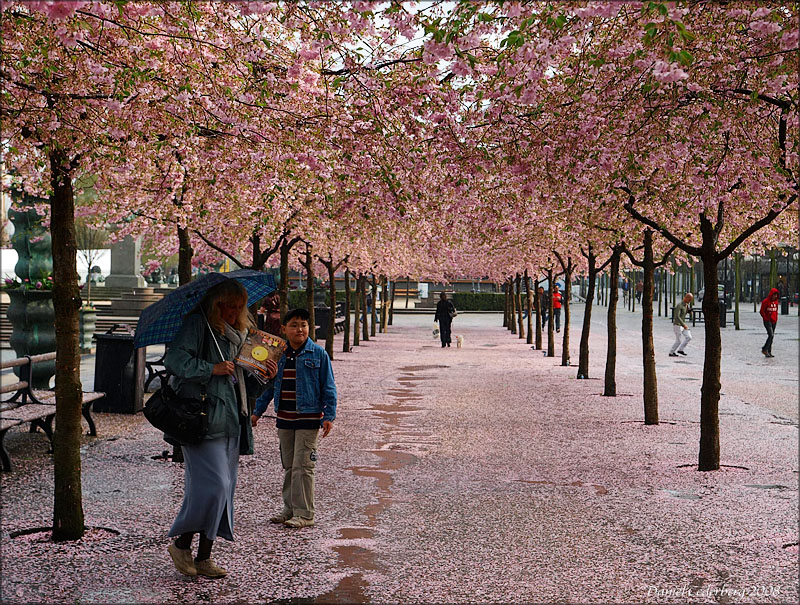Kungsträdgården i blom.jpg