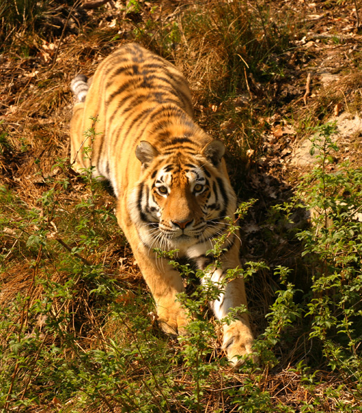 IMG_1809 copy.jpg