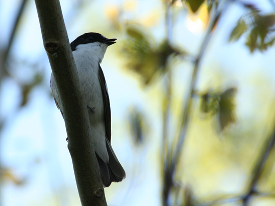 bird1.jpg