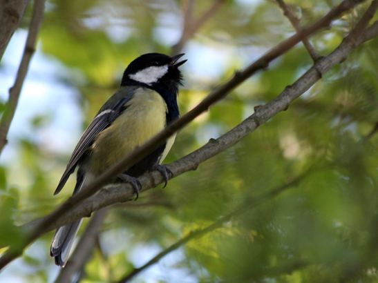 bird2.jpg