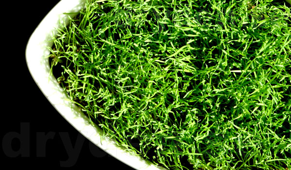 wf_em_gras08_01.jpg